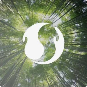 Forêt en contre-plongée avec le logo d'Innerflow représentant la connexion naturelle et le bien-être.